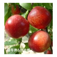 山東臨沂供應優質油桃苗，中油4,5,9,10,12,14號