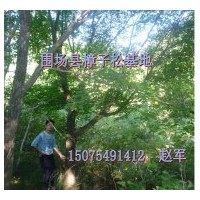 出售五角楓，叢生五角楓 五角楓, 蒙古櫟,山丁子，山桃，花楸，柞