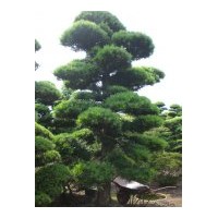 直銷杜鵑、蚊母、梔子花、四季桂、龍柏，石楠.小葉女貞，金桂。