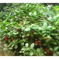 供應無刺枸骨球，紅花繼木球，茶花球，月季，桂花球