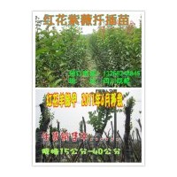 供應-藍花楹、紅花羊蹄甲、紅花紫薇扦插小苗