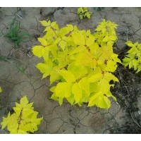 供應(yīng)金葉復(fù)葉槭，耐鹽堿植物，新品種彩葉樹