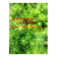低價供應50公分油松苗