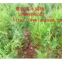 低價供應100公分側柏苗