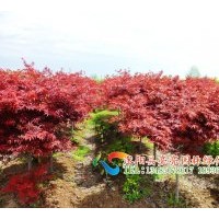 大量供應(yīng)紅楓、構(gòu)樹、五針?biāo)?、紫薇、紫荊等綠化苗木