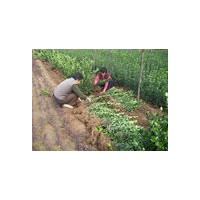 綠化苗木 果樹苗木 國槐 白皮松 側(cè)柏 【山貨；圃貨】