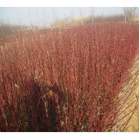 基地直銷特供扶芳藤.衛矛.金葉女貞 紫荊,火棘.木槿、法青.櫻花