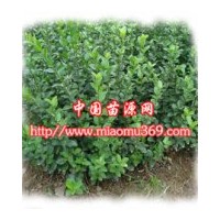 供應(yīng)綠化苗木水蠟，提供水蠟苗木價(jià)格
