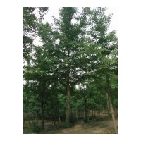供應(yīng)25公分銀杏樹(shù)