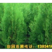 供應80-1米側柏定植苗