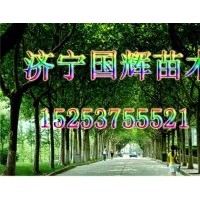 供應：法桐 白蠟 國槐 等苗木 大小規格