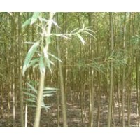 供應速生柳 火炬樹