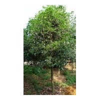 本人有400棵10公分桂花低價處理