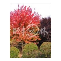 供應美國改良紅楓