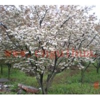 供應櫻花