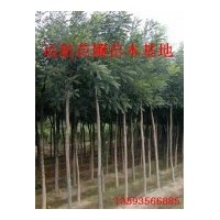 供應國槐苗，5-8公分國槐，15公分國槐