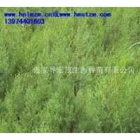 供應柏木苗木，瓔珞柏，垂柏，川柏