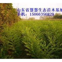 低價供應國槐、椿樹、速生白蠟小苗