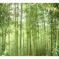基地直銷竹子.揚樹.楓楊.馬褂木.櫻花.垂柳.