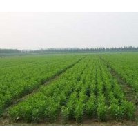 供應6-12公分白蠟 15-40公分國槐
