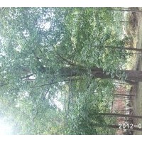 銀杏苗木基地現在急售15公分銀杏實生樹。樹形一般，上車