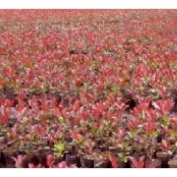供應紅葉石楠