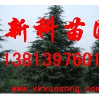 南京雪松基地供應(yīng)雪松樹(shù) 雪松小苗
