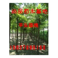 低價供應國槐、金枝槐等綠化苗木