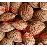 供應(yīng)白皮松籽、油松籽、雪松籽、側(cè)柏籽、毛桃籽、山桃籽、山杏籽