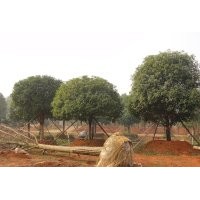 供應(yīng)大桂花，紅花丹桂
