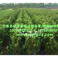 供應法國冬青綠籬，法國冬青批發，珊瑚樹