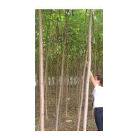 供應火炬樹 4公分火炬樹