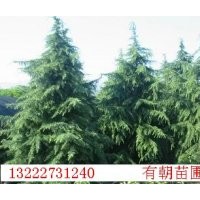 供應南京雪松，蜀檜，廣玉蘭，桂花，女貞，馬褂木