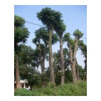 長期大量供應(yīng)移植截桿香樟、骨架香樟，多桿香樟等大型綠化苗木