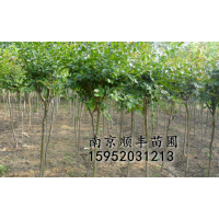 供應3-10紫薇