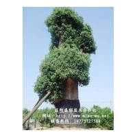 湖南樟樹-湖南益陽樟樹-樟樹-湖南香樟-湖南益陽香樟樹