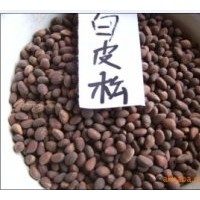 供應白皮松種子