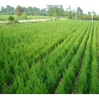 低價出售：蜀檜h70-4.5元h80-5.5元h90-6.8元1米