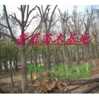 銷售：臭椿 毛白楊1-20公分，炮念.一條鞭。107速生楊、速生柳、