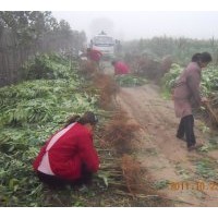 供桃苗 核桃苗 側柏苗 花椒苗 香椿苗 海棠系列 紅葉李 紅葉碧桃