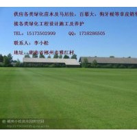 湖南草坪規格 湖南草坪行情 湖南草坪價格