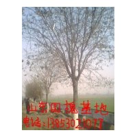 國(guó)槐 法桐 紫葉李