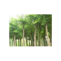 誠意綠化苗木基地供應國槐價格，法桐價格