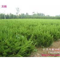 主營產(chǎn)品：小葉黃楊、大葉黃楊、金邊黃楊、法青、金葉女貞、紅葉