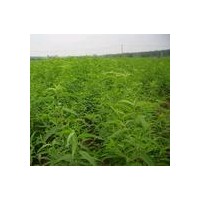 供應桃樹苗 山桃苗 毛桃苗 占地桃樹苗