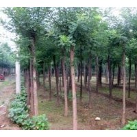 大量國槐、法桐、合歡、白蠟價格表