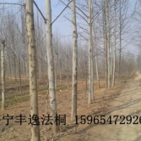 供應 各種規格法桐 造型法桐