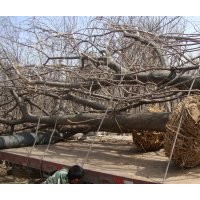 山東建民苗木基地供應(yīng)五公分國槐l六公分國槐20-60公分大國槐