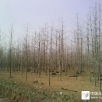 邳州銀杏樹供應基地