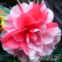 批發銷售-茶花精品-五色赤丹茶花-萬芳園藝